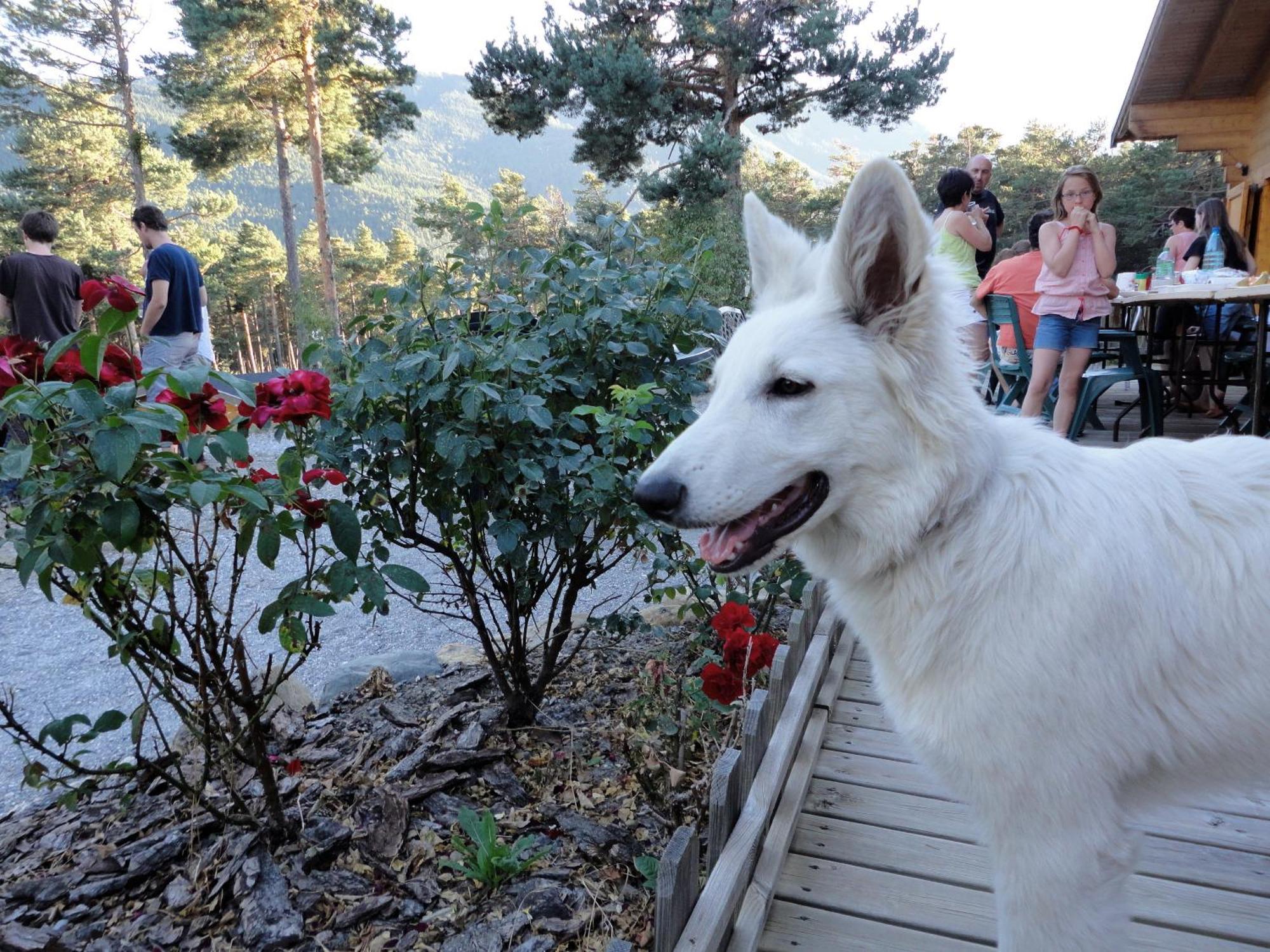 Parc Residentiel De Loisir : Le Loup Blanc Du Riou Hotel Barcelonnette Buitenkant foto