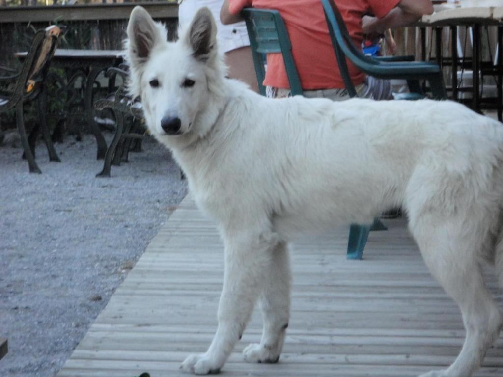 Parc Residentiel De Loisir : Le Loup Blanc Du Riou Hotel Barcelonnette Buitenkant foto